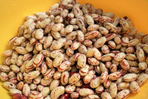 Barbunya Nedir Barbunya Nasıl Yetiştirilir?